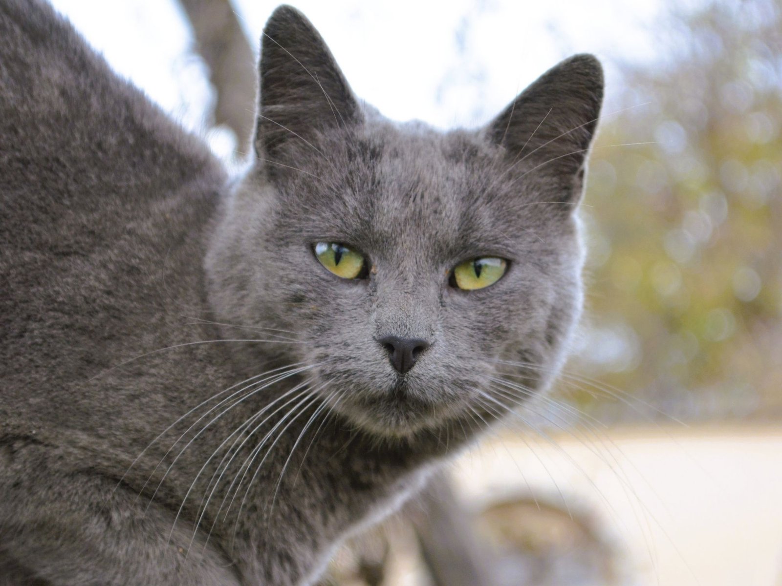 Luna the grey cat looking to the side in the garden