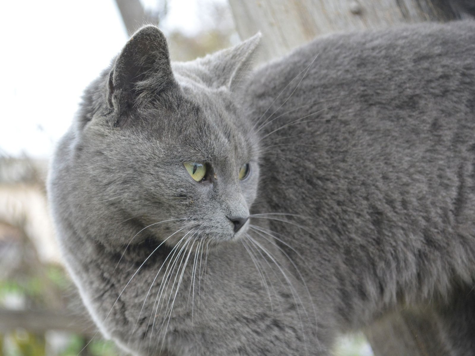 Luna, a grey cat with green eyes, looking straight at the camera