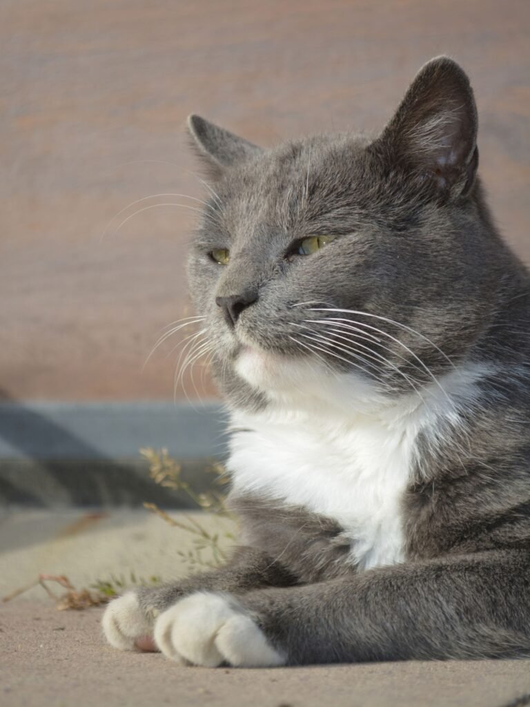 Mr. Face the handsome grey tomcat